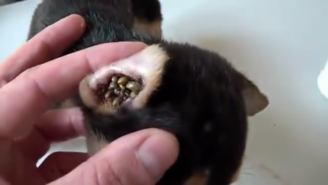 春天带狗狗春游,春天带宠物去草坪玩