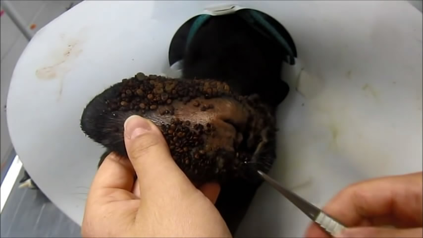 春天带狗狗春游,春天带宠物去草坪玩