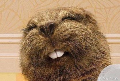 不是*局骗**但是赚钱很难，4种毛皮动物发展受阻