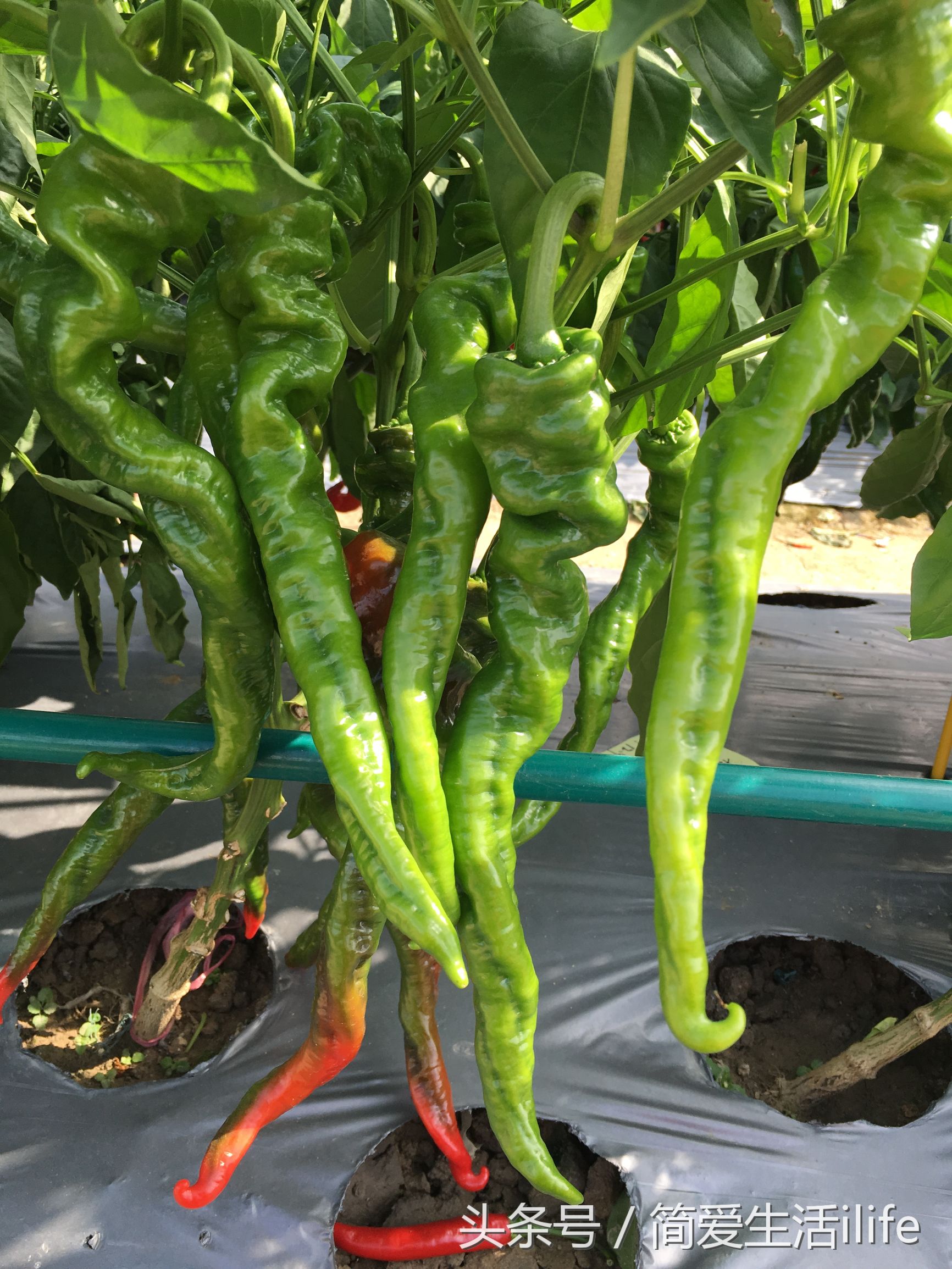 国内的蔬菜种子,比较好的蔬菜种子