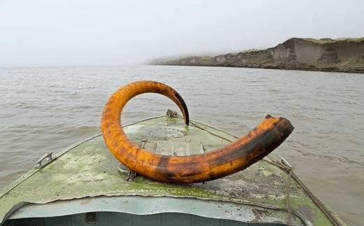 中国挖猛犸象牙 (俄罗斯人挖掘猛犸象牙)