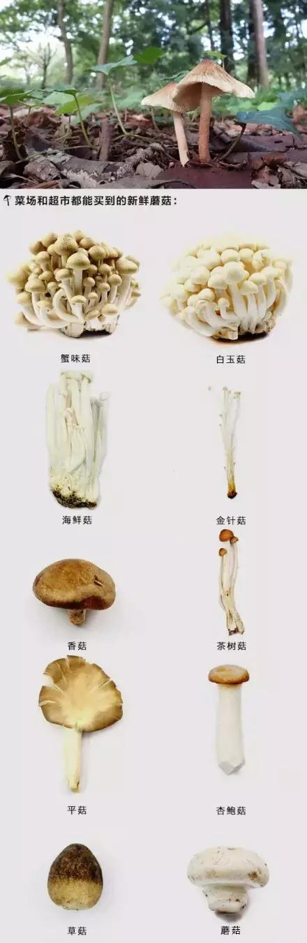 痛风患者可以吃哪种菌类,菌类痛风患者能吃吗