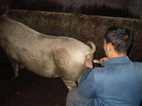 猪人工授精成功率高吗,猪人工授精的行业现状