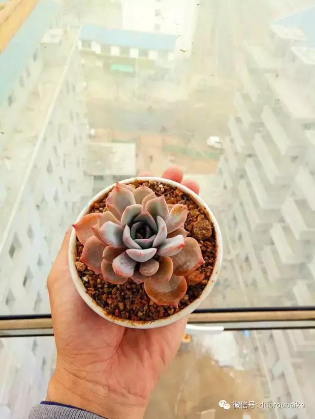爱上多肉爱上生活,爱上多肉深似海