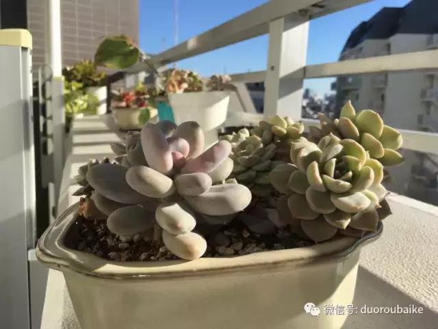 走进多肉园视频,走进日本的南瓜种植