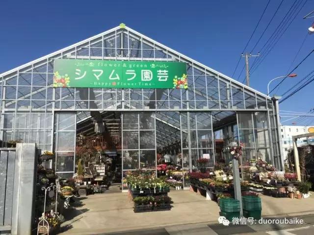 走进多肉园视频,走进日本的南瓜种植