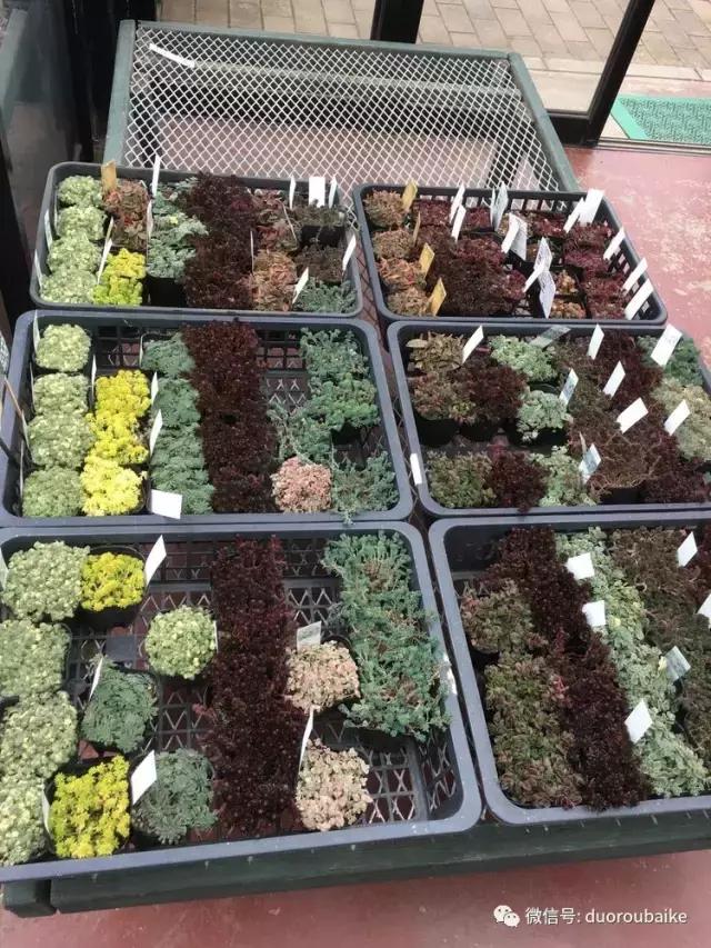 走进多肉园视频,走进日本的南瓜种植