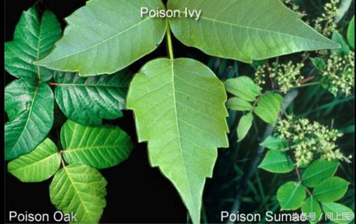 人常见的皮肤病,十二种最常见的皮肤问题对照图