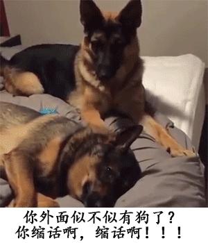 宠物常识大全书,宠物泪痕去除最好的方法