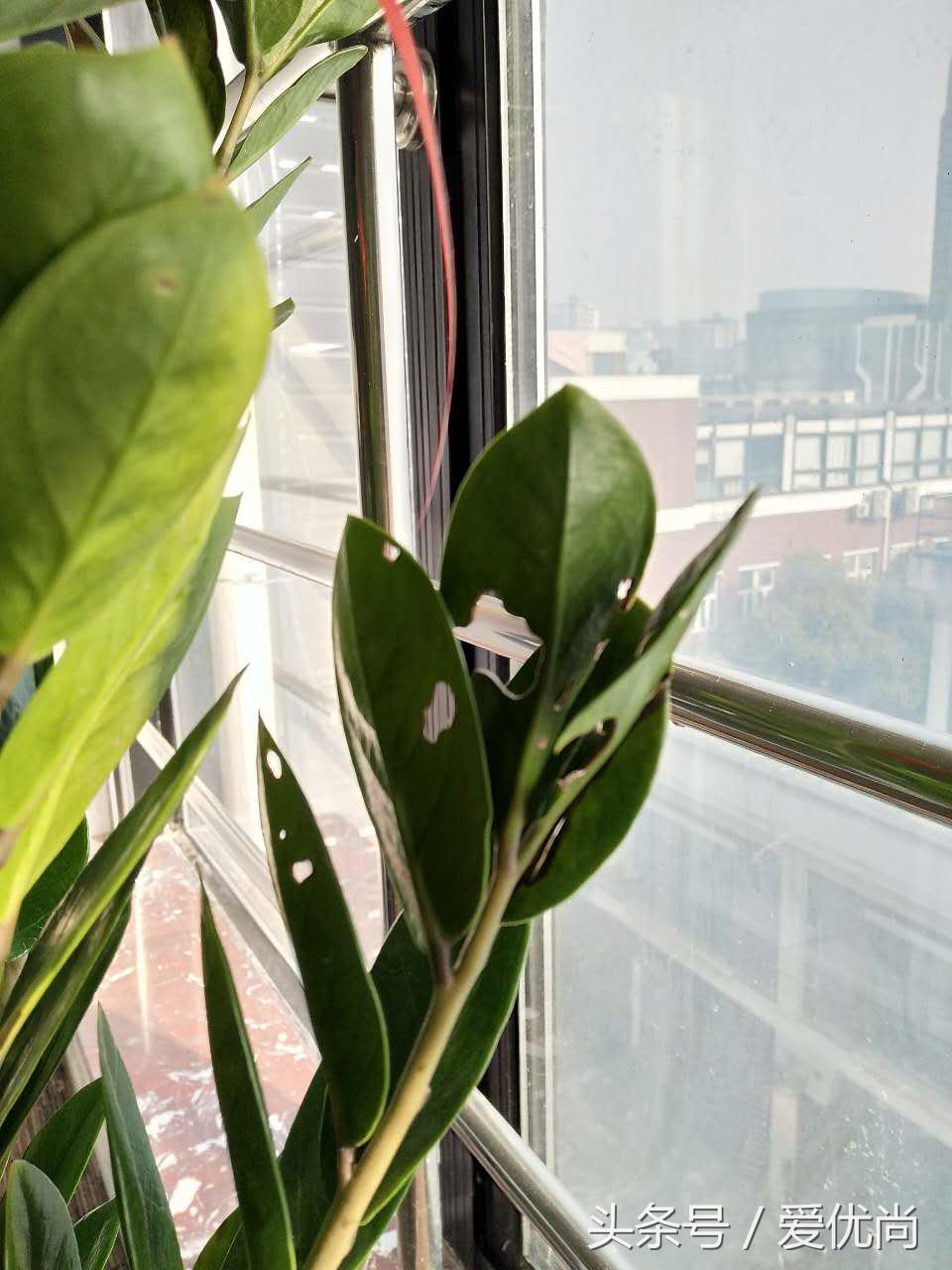 金钱树叶片发黄怎么解决,盆栽金钱树叶子黄了是什么原因