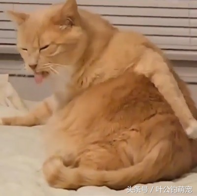 猫咪疼痛能睡着不,猫咪老是撅屁股来回蹭是怎么回事