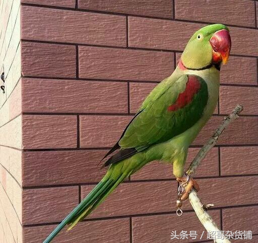 亚历山大鹦鹉的说话视频,亚历山大鹦鹉有分大小体吗