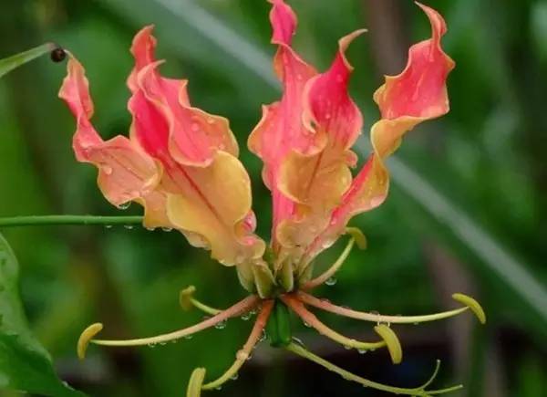 家有萌宠专治各种动物,家有萌宠专治什么病