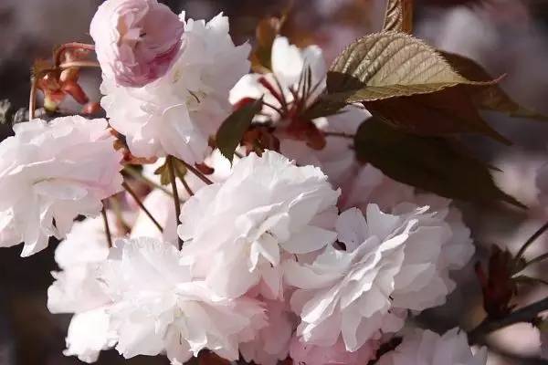 樱花限定款，一起粉出少女味｜时令