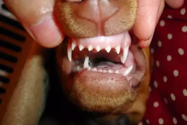 狗狗双排牙有什么影响吗,狗狗长了双排牙可以自行脱落吗