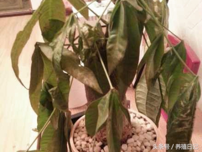 花卉叶子变黄枯萎怎么治疗视频,叶子发黄的盆栽该怎么办