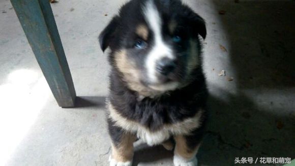 双血统哈士奇和二哈体型,哈士奇和藏獒哪一个厉害