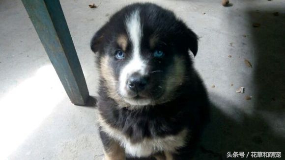 双血统哈士奇和二哈体型,哈士奇和藏獒哪一个厉害