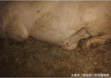 猪脐疝是什么该如何防治,养猪人猪病防治方法