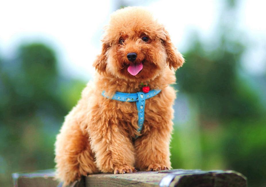 你的星座和生肖配对,你的星座和你的属相是什么