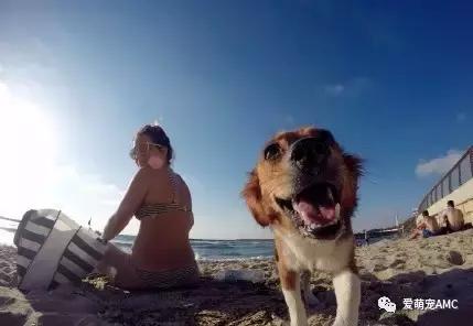 以色列宠物天堂,狗的天堂以色列