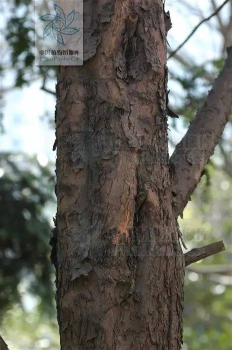 脱毒红豆杉,红豆杉解毒