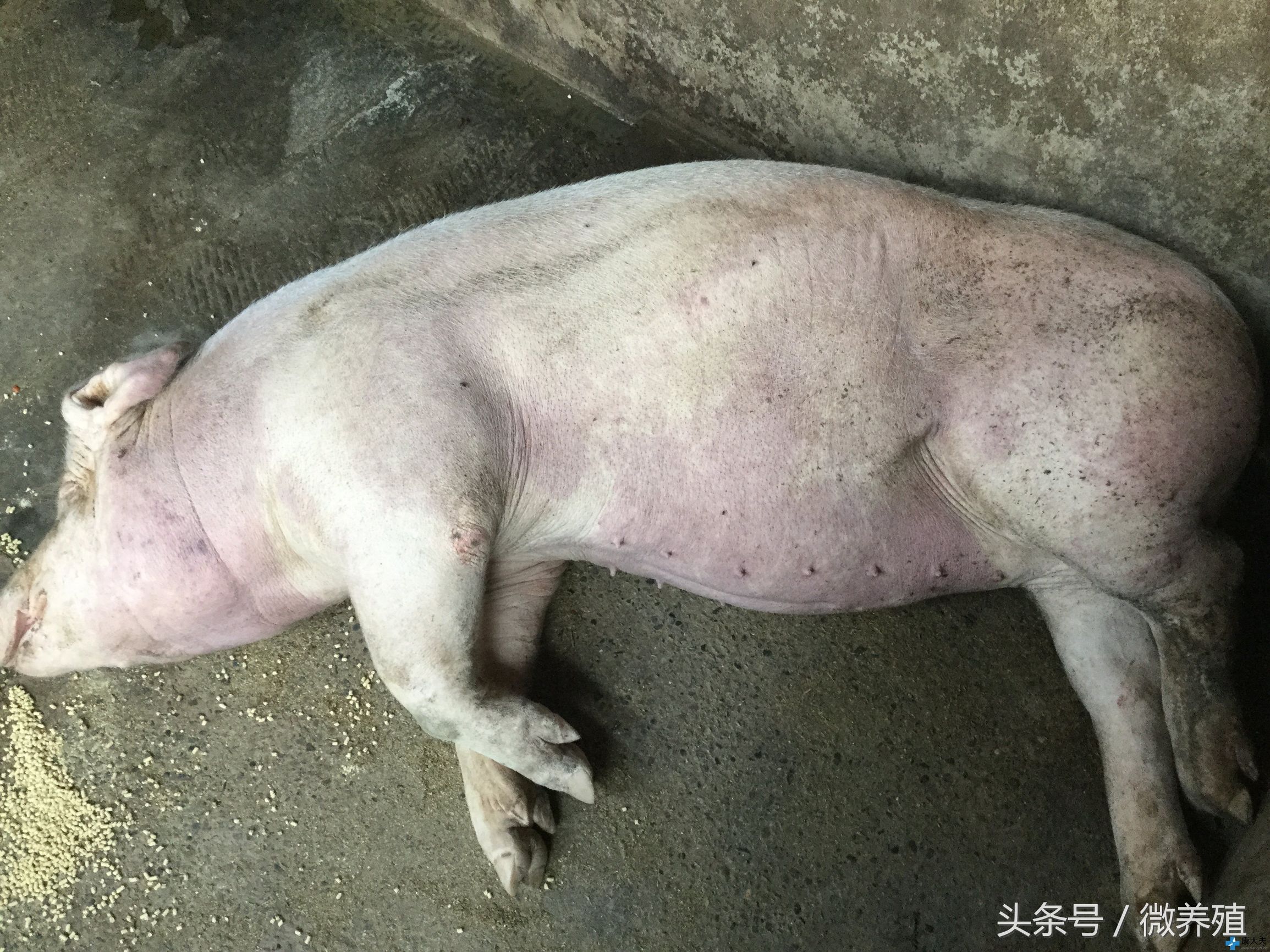 育肥猪身上发紫怎么治疗最好,育肥猪皮肤发红怎么回事怎么治疗