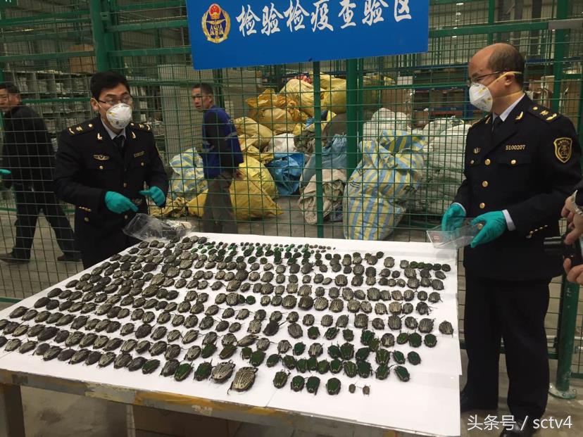 海关截获恐怖昆虫,海关查出的活体昆虫是什么虫