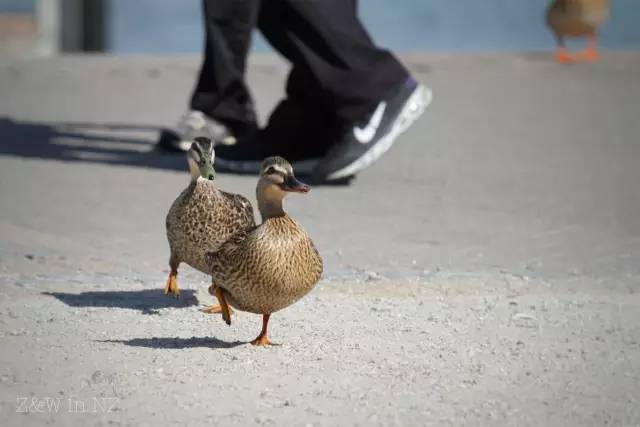 去新西兰绝对不要错过皇后镇,新西兰皇后镇自由行关注事项