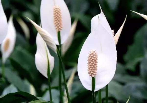 家有萌宠专治各种动物,家有萌宠专治什么病