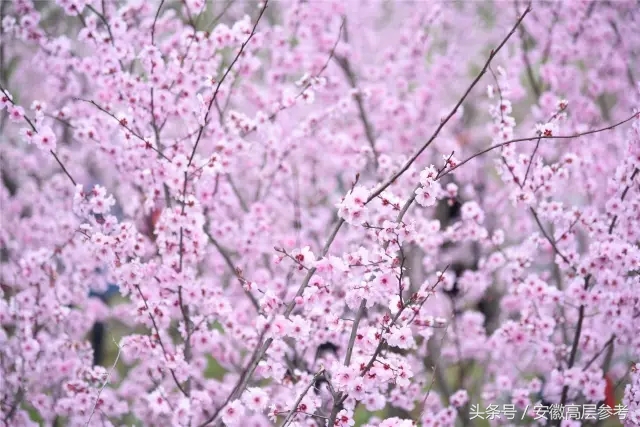 安徽石台有什么特色美食,安徽石台县美食攻略