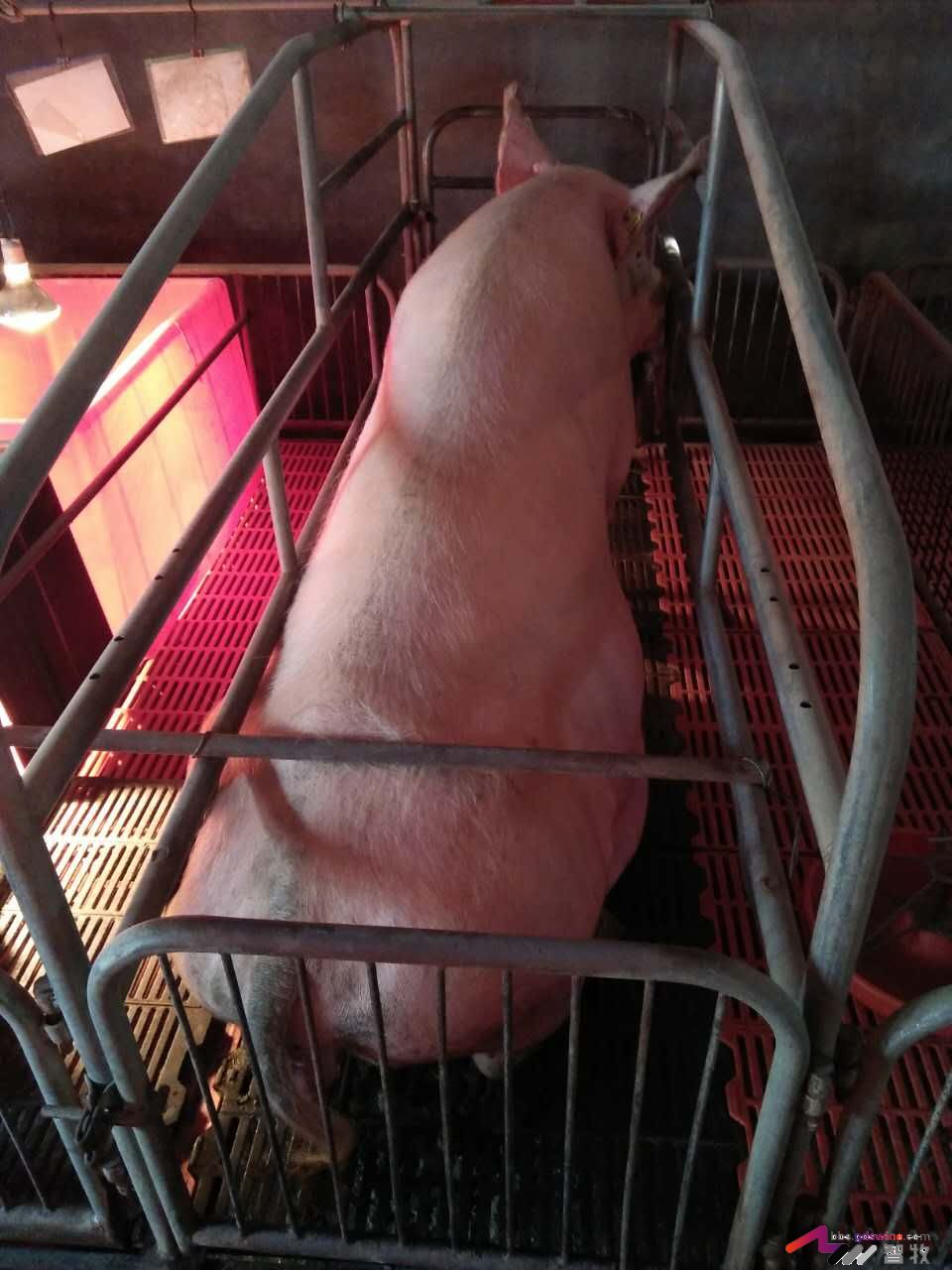 母猪犬坐的原因分析，多图-樊福好健康管理论坛-聊天全记录