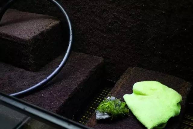 水族箱草缸开缸教程新手入门,雨林缸开缸多久植物才会稳定