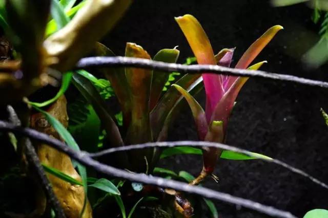 水族箱草缸开缸教程新手入门,雨林缸开缸多久植物才会稳定