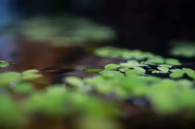 水族箱草缸开缸教程新手入门,雨林缸开缸多久植物才会稳定