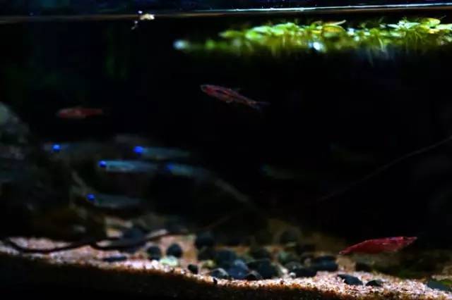 水族箱草缸开缸教程新手入门,雨林缸开缸多久植物才会稳定