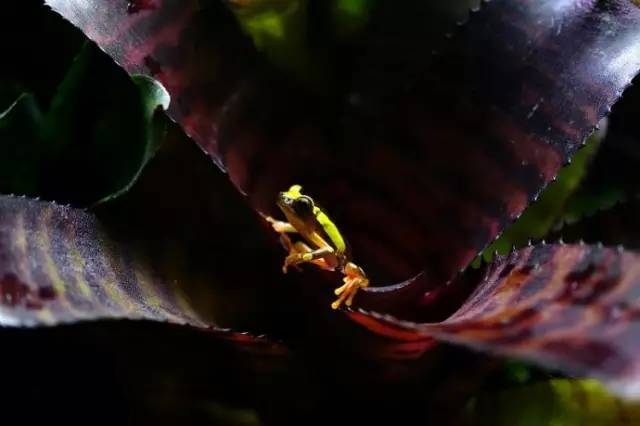 水族箱草缸开缸教程新手入门,雨林缸开缸多久植物才会稳定
