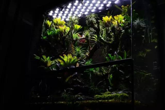 水族箱草缸开缸教程新手入门,雨林缸开缸多久植物才会稳定