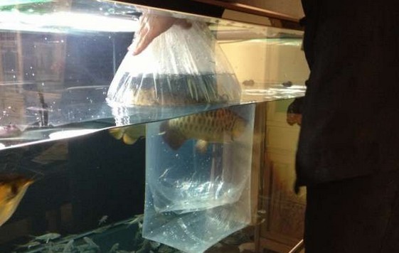 龙鱼腹鳍恢复过程,龙鱼拔鳞手术需要关注什么