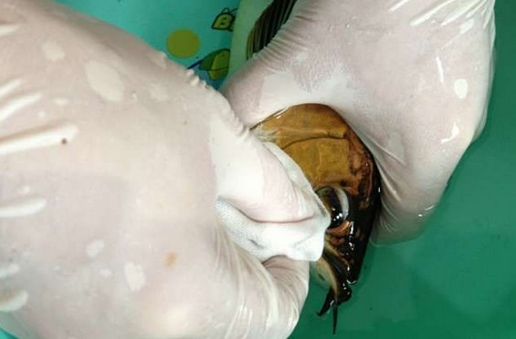 龙鱼腹鳍恢复过程,龙鱼拔鳞手术需要关注什么