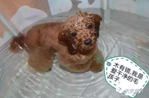 不去宠物店美容,去宠物店给狗洗澡一般多少费用