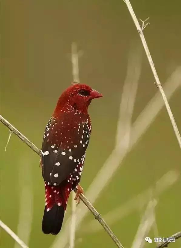 鸟类百科大全视频,鸟类大全包括孔雀吗