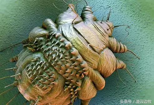 狗狗耳朵上有螨虫图,狗狗螨虫去除全过程