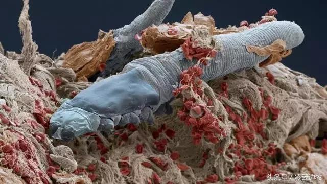 狗狗耳朵上有螨虫图,狗狗螨虫去除全过程