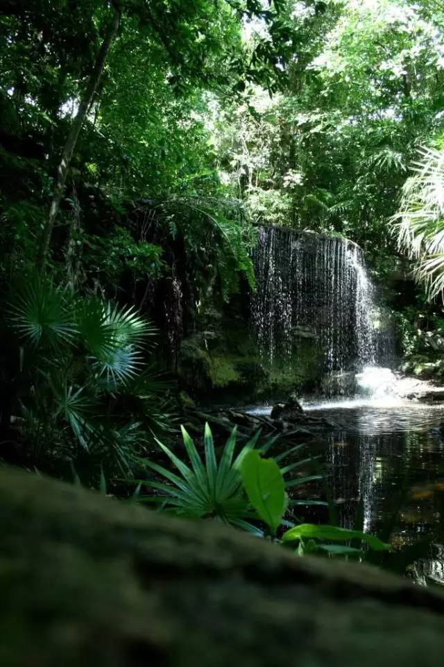 水族箱草缸开缸教程新手入门,雨林缸开缸多久植物才会稳定