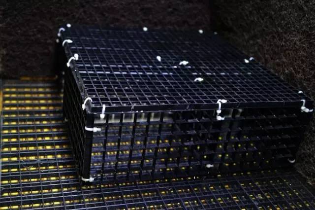 水族箱草缸开缸教程新手入门,雨林缸开缸多久植物才会稳定