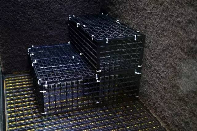 水族箱草缸开缸教程新手入门,雨林缸开缸多久植物才会稳定