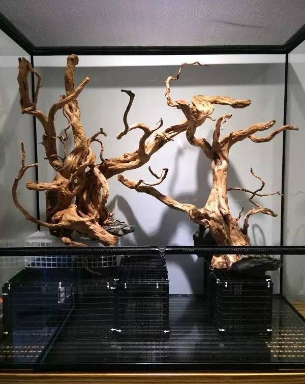 水族箱草缸开缸教程新手入门,雨林缸开缸多久植物才会稳定