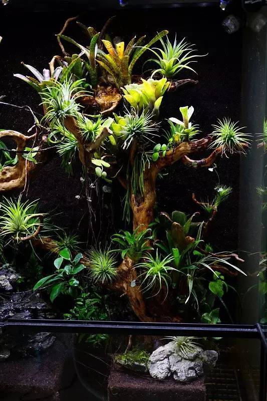 水族箱草缸开缸教程新手入门,雨林缸开缸多久植物才会稳定