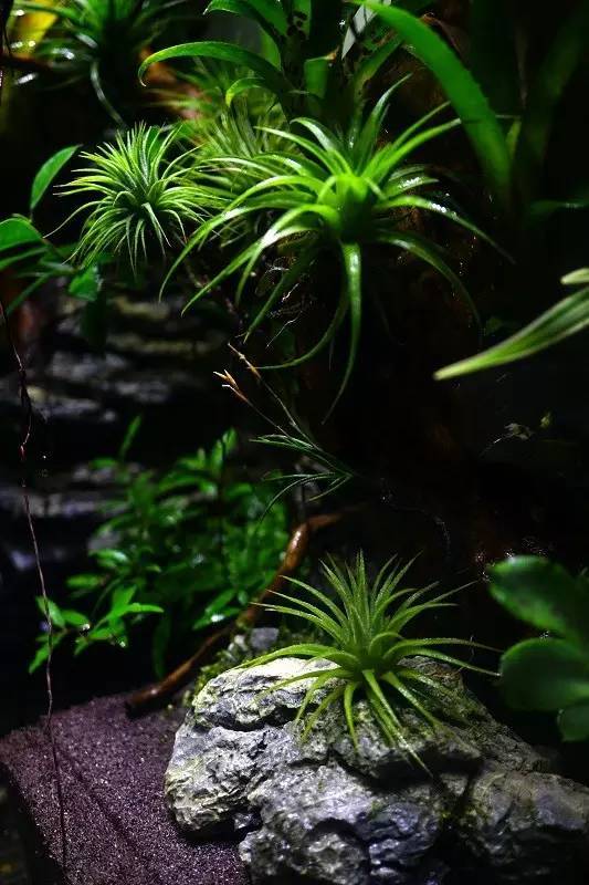 水族箱草缸开缸教程新手入门,雨林缸开缸多久植物才会稳定